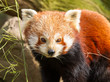 The Red Panda, Firefox or Lesser Panda