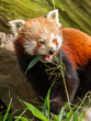 The Red Panda, Firefox or Lesser Panda