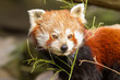 The Red Panda, Firefox or Lesser Panda