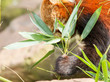 The Red Panda, Firefox or Lesser Panda