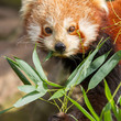 The Red Panda, Firefox or Lesser Panda