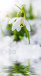 Schneeglöckchen - Snow flowers