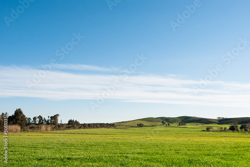 Photo: Sardegna, distese di grano in primavera Sardegna, distese di grano in primavera