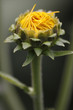 Gelbe Margerite
