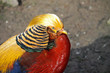 Goldfasan (Hahn)
