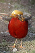 Goldfasan (Hahn)