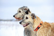 two irish wolfhound dog