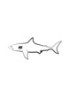 shark is black