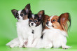 papillon dog with puppies