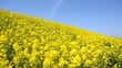 春の青空と菜の花