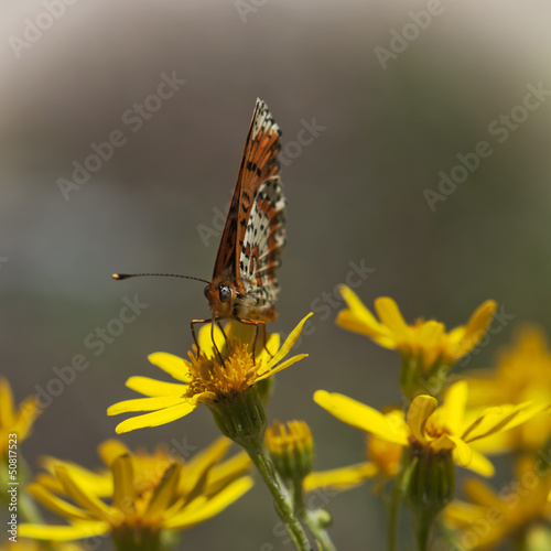 Photo: Orange butterfly feeding in flowers Orange butterfly feeding in flowers