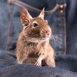 Photo: Young degu Young degu