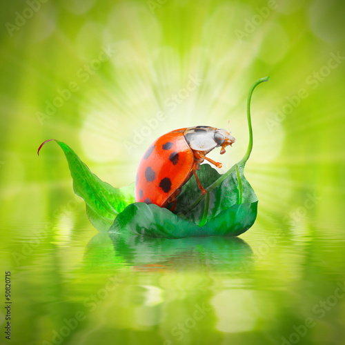 Photo: Little ladybug floating on the leaf. Little ladybug floating on the leaf.
