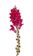 Single stem of red shapdragon flowers isolated on white
