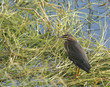 Wild Green Heron Bird standing in marsh grass