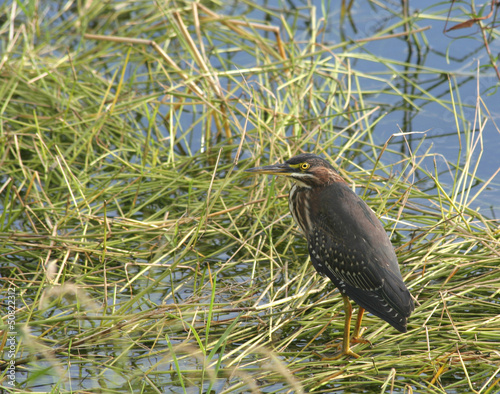 Photo: Wild Green Heron Bird standing in marsh grass Wild Green Heron Bird standing in marsh grass