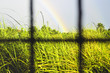 Rainbow and Grass