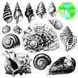 Seashells