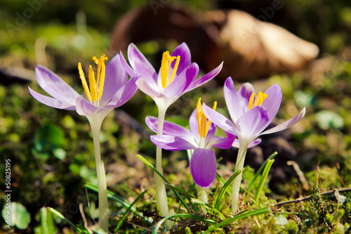 Photo: Crocus. Crocus.