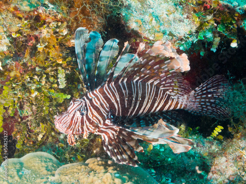 Photo: common lionfish (Pterois volitans) common lionfish (Pterois volitans)