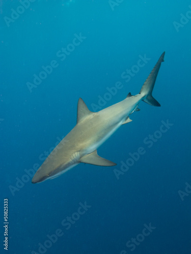 Photo: Silky shark (Carcharhinus falciformis) Silky shark (Carcharhinus falciformis)