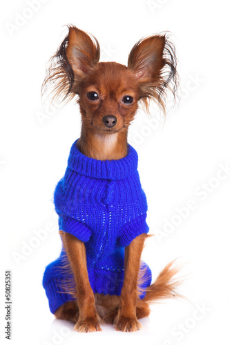 Photo: Toy terrier. Russian toy terrier on a white background. Funny li Toy terrier. Russian toy terrier on a white background. Funny li