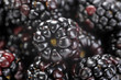 Black blackberry