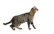 Photo: The Cat in the profile. On the move. Is isolated. The Cat in the profile. On the move. Is isolated.
