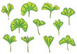 Ginkgo leaf