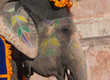 Photo: Colourful elephant in Jaipur, Rajasthan, India Colourful elephant in Jaipur, Rajasthan, India