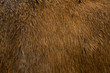 Animal fur texture.