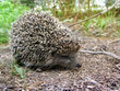 Hedgehog hiding in grass in the summer field