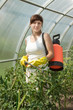  gardener spraying tomato plant