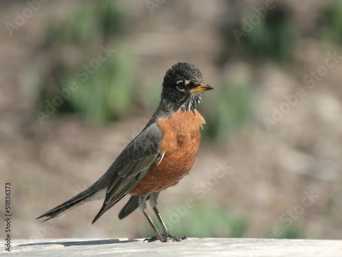 Photo: Young American Robin Bird standing on the fence Young American Robin Bird standing on the fence