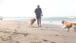 Video: Man walking with dogs and holding ball for game Man walking with dogs and holding ball for game