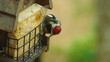 Yellow-Bellied Sapsucker