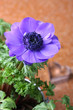 Blaue Anemone mit Herz