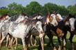 Horses at gaucho festival, Argentina