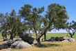 Megalith und Steineichen - Megalith and Holly Oak 01