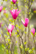 magnolia
