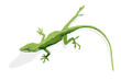 Anolis Echse grün