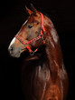 Photo: Bay horse portrait with dark background Bay horse portrait with dark background