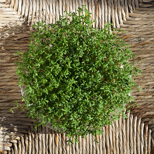 Photo: Cress Cress