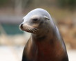 portrait de otarie de californie