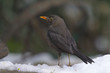 Common Blackbird (Turdus merula ) - female