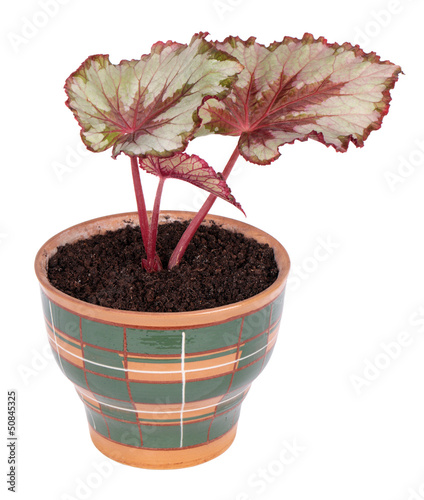 Photo: Begonia rex Begonia rex