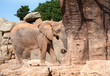 African Bush Elephant