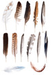 thirteen feathers isolate on white