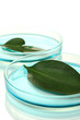 Genetically modified leaves tested in petri dishes isolated