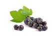 Johannisbeeren